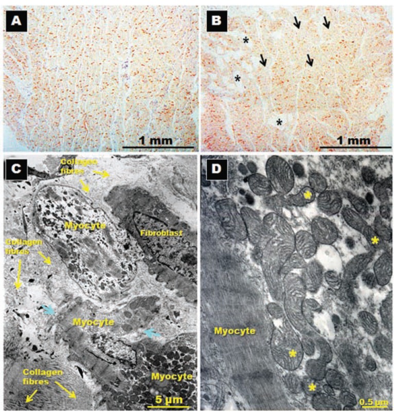 Fig. (10)