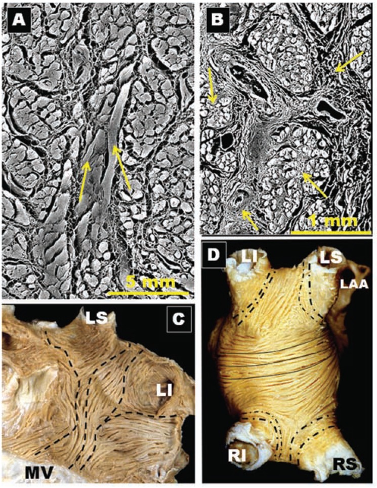 Fig. (9)