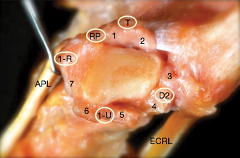 Fig. 6