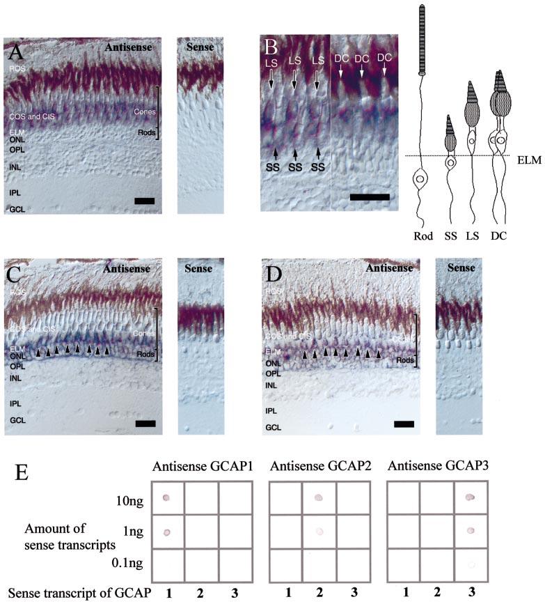 Fig. 10