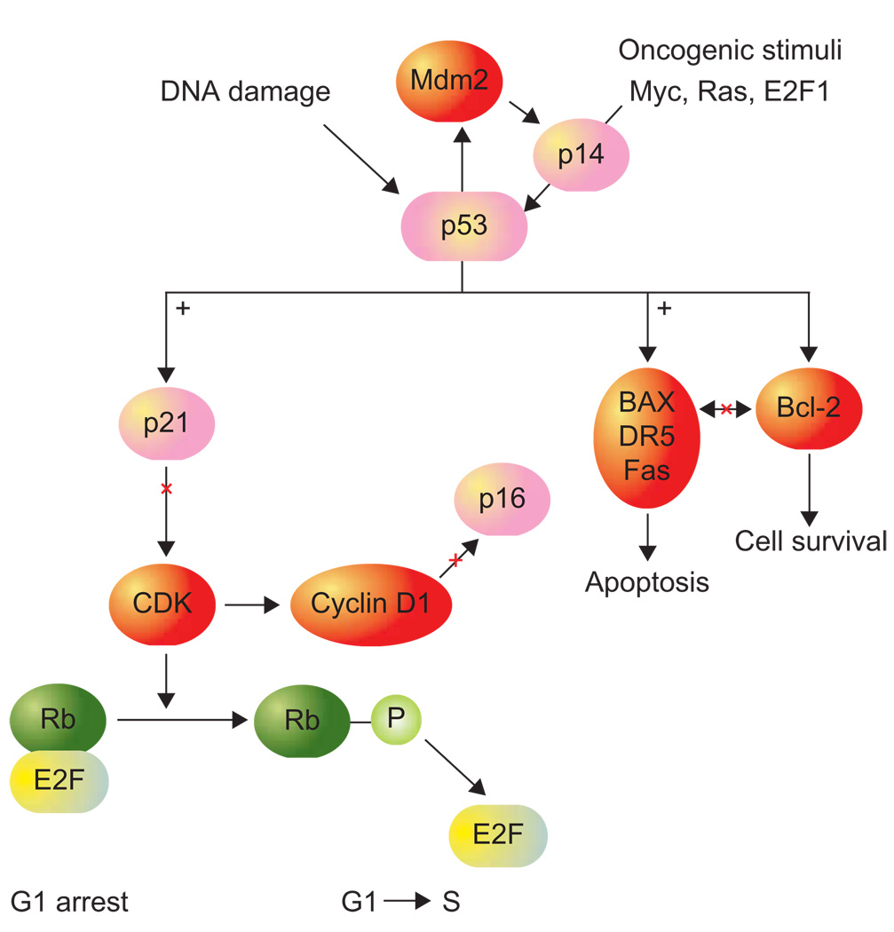 FIGURE 3