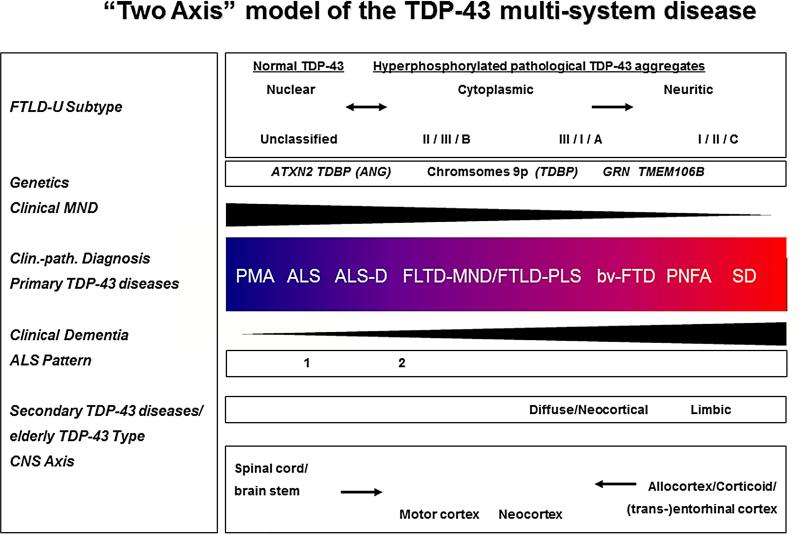 “Two axis” model of (TAR) DNA binding protein with a Mr of 43 (TDP-43) multisystem diseases