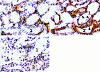 Figure 11.