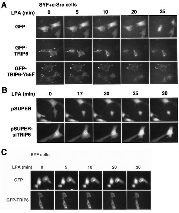 FIG. 6.