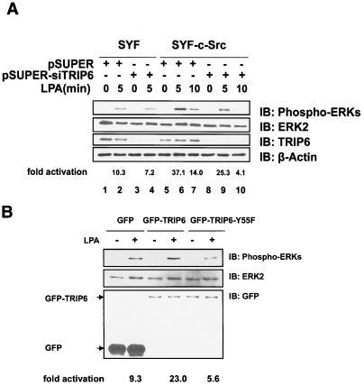 FIG. 5.