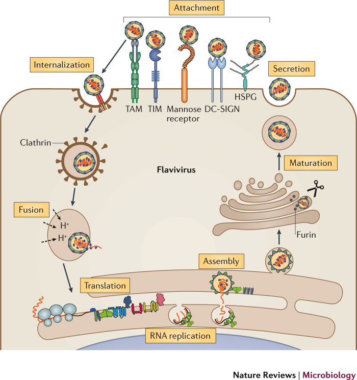 Box 1: Flavivirus replication cycle