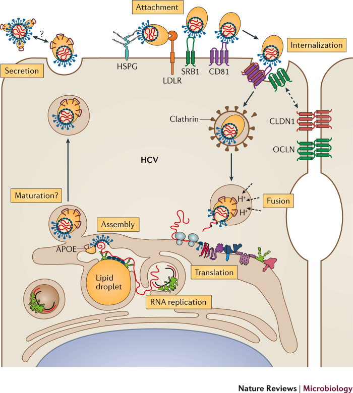 Box 2: Hepatitis C virus replication cycle