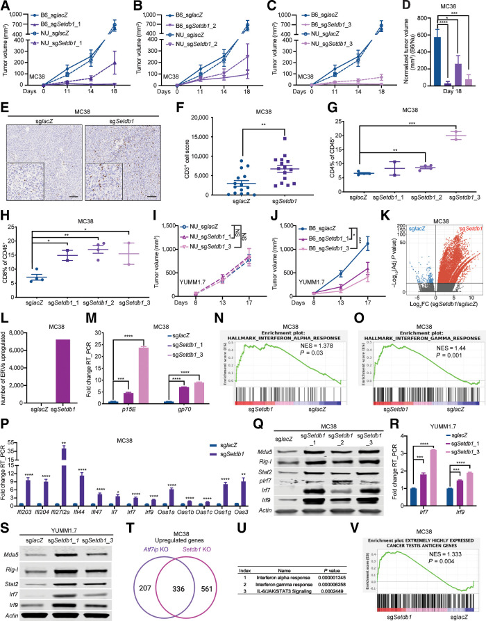 Figure 5. Setdb1 deficiency stimulates antitumor immunity in vivo. A–C, Tumor growth curves of MC38 tumors with or without Setdb1 deficiency in NU/NU mice and B6/J mice (NU/NU: n = 8 mice/group, B6/J: n = 8 mice/group). D, Normalized tumor volume of B6/J mice at day 18. E, CD3 IHC of tumor samples at day 19. F, Quantification of CD3+ cells in E. G and H, Bar graph of CD4+ (G) and CD8+ (H) T cells as a percentage of CD45+ cells in the tumor samples at day 19. I and J, Tumor growth curves of YUMM1.7 tumors with or without Setdb1 deficiency in nude (NU/NU) mice and B6 WT (B6/J) mice (NU/NU: n = 6 mice/group, B6/J: n = 12 mice/group). K, Volcano plot illustrating retroelements that are upregulated (red) in Setdb1-deficient MC38 cells. L, Quantification of the number of ERV-derived antigens in K (adj. P < 0.05, fold change >2). M, RT-PCR of p15E and gp70. N and O, Enrichment of genes associated with INTERFERON_ALPHA_RESPONSE (N) and INTERFERON_GAMMA_RESPONSE (O). P, RT-PCR of interferon-stimulated genes. Q, Western blot of ERV sensors and interferon signaling pathway components. R, RT-PCR of Irf7 and Irf9. S, Western blot of ERV sensors and interferon signaling pathway components. T, Overlap of upregulated genes in both Atf7ip KO and Setdb1 KO groups of MC38 cells. U, Enrichment of pathways associated with overlapping genes in T by Enrichr analysis tool. V, Enrichment of cancer testis antigen genes. **, P < 0.01; ***, P < 0.001; ****, P < 0.0001. NS, not significant.