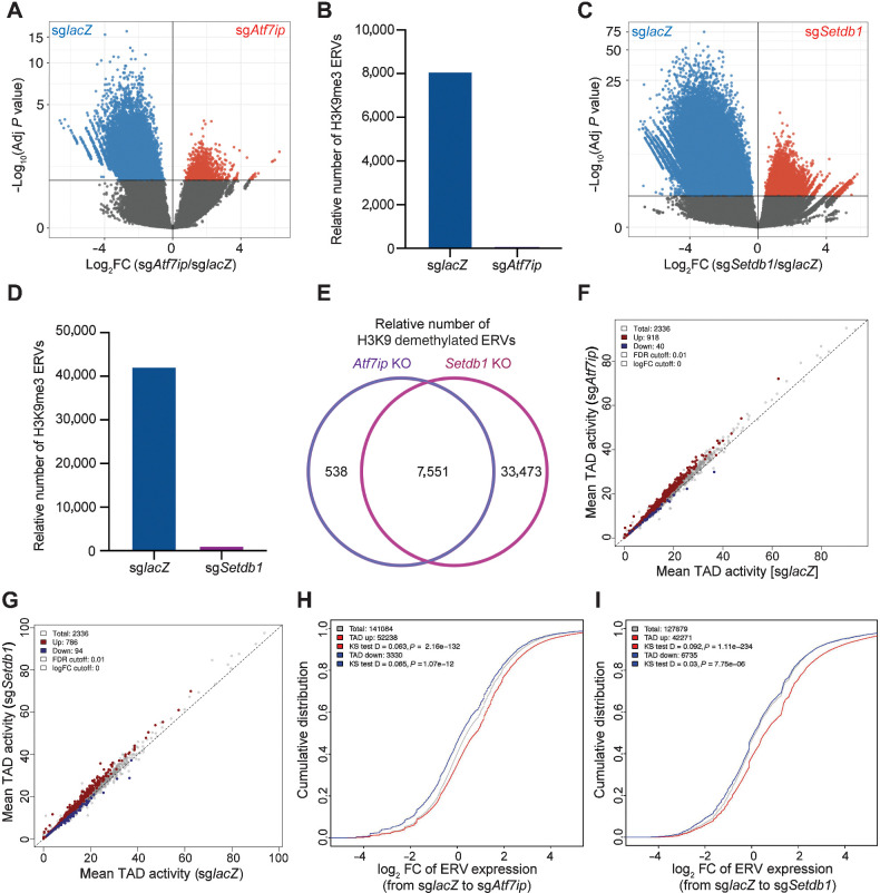 Figure 6. Chromatin remodeling enables ERV-derived antigen upregulation upon Atf7ip or Setdb1 disruption. A, Volcano plot illustrating H3K9me3 of retroelements in MC38 cells with or without Atf7ip from differential H3K9me3 ChIP-binding peaks analysis. B, Quantification of the number of ERV-derived antigens with significant (adj. P < 0.05) higher binding peaks in A. C, Volcano plot illustrating H3K9me3 of retroelements in MC38 cells with or without Setdb1 from differential H3K9me3 ChIP-binding peaks analysis. D, Quantification of the number of ERV-derived antigens with significant (adj. P <0.05) higher binding peaks in C. E, Overlapped relative number of H3K9 demethylated ERV-derived antigens in both Atf7ip KO and Setdb1 KO groups of MC38 cells. F, Intra-TAD interaction changes in Atf7ip-deficient (sgAtf7ip) versus WT (sglacZ) MC38 cells. Atf7ip deficiency is associated with increased intra-TAD interaction (red, 918) and decreased intra-TAD interaction (blue, 40). G, Intra-TAD interaction changes in Setdb1-deficient (sgSetdb1) versus WT (sglacZ) MC38 cells. Setdb1 deficiency was associated with increased intra-TAD interaction (red, 786) and decreased intra-TAD interaction (blue, 94). H, Cumulative distribution function (CDF) plot illustrating the distribution of ERV expression associated by TADs that have increased interaction (red) and decreased interaction (blue) from WT MC38 cells to Atf7ip-deficient MC38 cells. I, CDF plot illustrating the distribution of ERV expression associated by TADs that have increased interaction (red) and decreased interaction (blue) from WT MC38 cells to Setdb1-deficient MC38 cells.