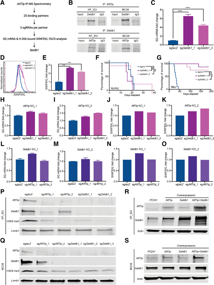 Figure 4. Atf7ip and Setdb1 work in a complex to regulate SQ expression and presentation. A, Strategy to identify Atf7ip-binding partners whose inhibition promotes both SQ transcription and SIINFEKL presentation. B, Coimmunoprecipitation of Atf7ip and Setdb1. C, RT-PCR of SQ transcripts. D, FACS of SIINFEKL presentation. E, Quantification of SIINFEKL presentation in D. F, Survival curve for NU/NU mice inoculated with WT or Setdb1-deficient KP-IE2 cells via tail vein injection (n = 3 mice/group). G, Survival curve for B6/J mice inoculated with WT or Setdb1-deficient KP-IE2 cells (n = 9 mice/group). H and I, RT-PCR of SQ transcripts after disrupting Setdb1 in Atf7ip knocked-out KP-IE2 cells. J and K, FACS of SIINFEKL presentation after disrupting Setdb1 in Atf7ip knocked-out KP-IE2 cells. L and M, RT-PCR of SQ transcripts after disrupting Atf7ip in Setdb1 knocked-out KP-IE2 cells. N and O, FACS of SIINFEKL presentation after disrupting Atf7ip in Setdb1 knocked-out KP-IE2 cells. P and Q, Western blot of Atf7ip and Setdb1 after depleting Setdb1 or Atf7ip in KP-IE2 cells (P) and MC38 cells (Q). R and S, Western blot of Atf7ip and Setdb1 after overexpressing Atf7ip or Setdb1 or both Atf7ip and Setdb1 in KP-IE2 cells (R) and MC38 cells (S). PCDH is empty vector. ***, P < 0.001; ****, P < 0.0001. NS, not significant.