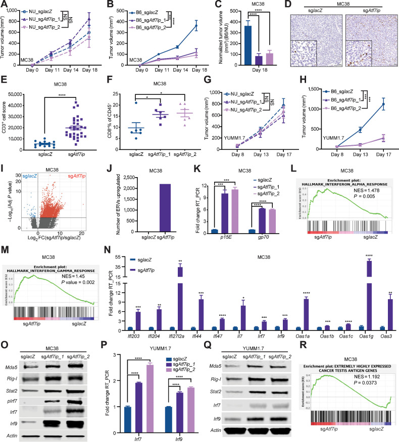 Figure 3. Atf7ip disruption stimulates antitumor immunity in vivo. A and B, Tumor growth curves of MC38 tumors with or without Atf7ip deficiency in NU/NU mice and B6/J mice (NU/NU: n = 8 mice/group, B6/J: n = 16 mice/group). C, Normalized tumor volume of B6/J mice at day 18. D, CD3 IHC staining of tumor samples at day 19. E, Quantification of CD3+ cells in D. F, Bar graph of CD8+ T-cell percentage in CD45+ cells in the tumor samples at day 19. G and H, Tumor growth curves of YUMM1.7 tumors with or without Atf7ip deficiency in NU/NU mice and B6/J mice (NU/NU: n = 8 mice/group, B6/J: n = 12 mice/group). I, Volcano plot illustrating retroelements that were upregulated (red) in Atf7i-deficient MC38 cells. J, Quantification of the number of ERV-derived antigens in G (adj. P < 0.05, fold change >2). K, RT-PCR of p15E and gp70 that encode tumor-associated ERV-derived antigens. L and M, Enrichment of genes associated with INTERFERON_ALPHA_RESPONSE (L) and INTERFERON_GAMMA_RESPONSE (M). N, RT-PCR of interferon-stimulated genes. O, Western blot of ERV sensors and interferon signaling pathway components. P, RT-PCR of Irf7 and Irf9. Q, Western blot of ERV sensors and interferon signaling pathway components. R, Enrichment of cancer testis antigen genes. *, P < 0.05; **, P < 0.01; ***, P < 0.001; ****, P < 0.0001. NS, not significant.