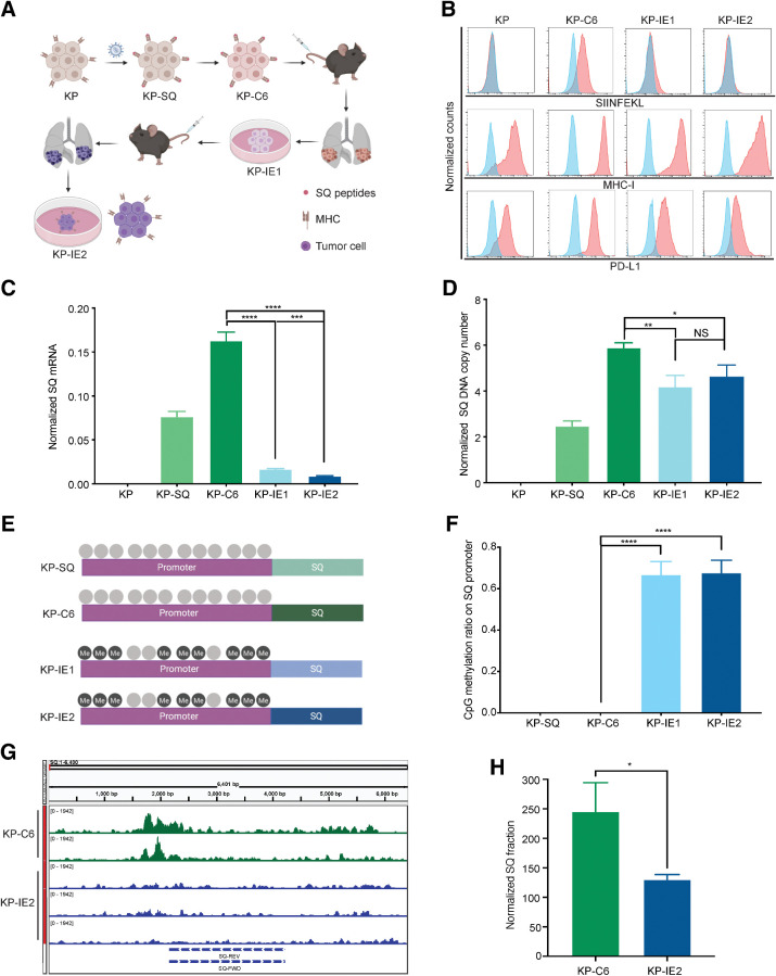 Figure 1. The characteristics of the immune escaped tumor model. A, Strategy for establishing an immune escaped cancer cell line. B, FACS of H-2Kb–bound SIINFEKL, MHC-I, and PD-L1 (blue represents isotype). C, RT-PCR of SQ transcripts. D, Analysis of genomic SQ copy number. E, Animation of CpG methylation on SQ promoter. F, Quantification of methylated CpG sites on SQ promoter. G, DNA accessibility of SQ region evaluated by ATAC-seq. H, Quantification of DNA accessibility of SQ region. Two-tailed unpaired t tests were used to compare the two arms. Error bars represent mean ± SEM. * P < 0.05; **, P < 0.01; ***, P < 0.001; ****, P < 0.0001. NS, not significant.