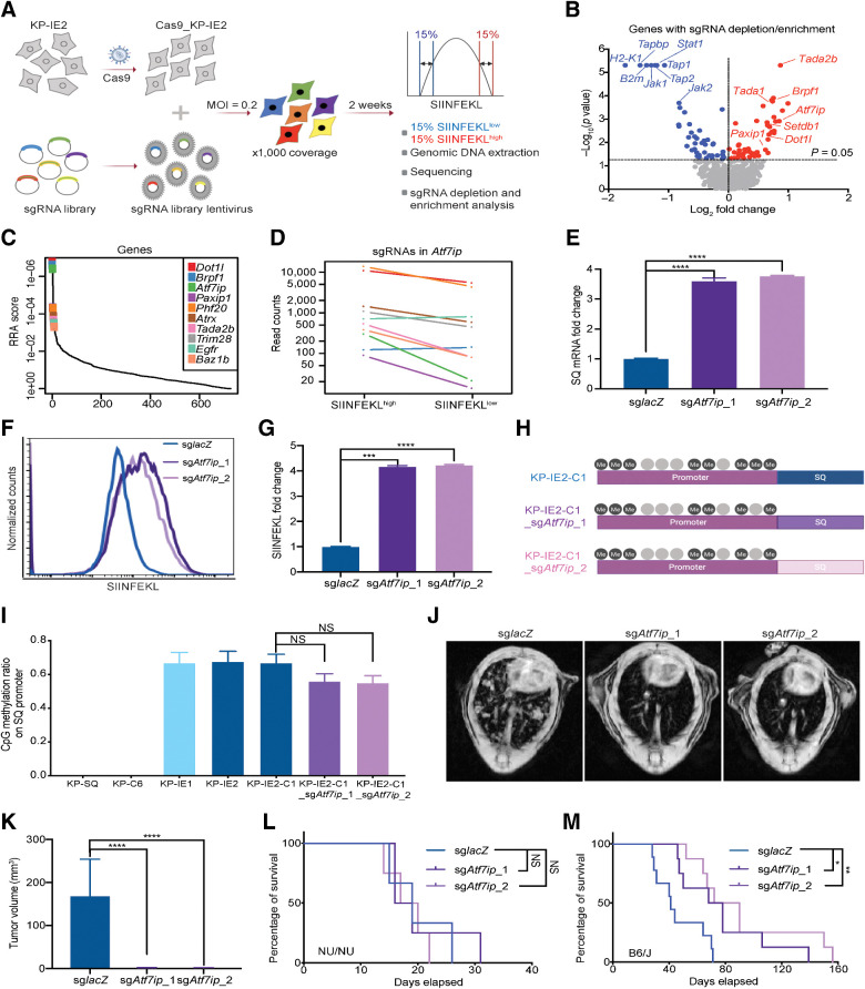 Figure 2. Atf7ip regulates SQ expression and presentation. A, Strategy of epigenetic CRISPR screen to identify epigenetic regulators of antigen expression and presentation. B, Volcano plot illustrating genes whose disruption enhanced (red) or inhibited (blue) presentation of SIINFEKL. C, Illustration of the top 10 candidates from B. D, Normalized read counts of Atf7ip sgRNAs in SIINFEKL 15% high and 15% low populations. E, RT-PCR of SQ transcripts. F, FACS of SIINFEKL presentation. G, Quantification of SIINFEKL presentation in F. H, Animation of CpG methylation on SQ promoter KP-IE2-C1 (the single clone of KP-IE2). I, Quantification of methylated CpG sites on SQ promoter. J, Representative MRI scans showing mouse lung tumors 4 weeks after transplant through tail vein injection in B6/J immunocompetent mice. K, Quantification of lung tumors volume in J (n = 3 mice/group), L, Survival curves for the immunocompromised nude mice (NU/NU) after being transplanted with control and Atf7ip-deficient KPIE2 cells (n = 3 mice/group). M, Survival curves for each group in the study (n = 9 mice/group). For survival data, results were plotted using Kaplan–Meier curve, and statistical significance was determined via a log-rank test. *, P < 0.05; **, P < 0.01; ***, P < 0.001; ****, P < 0.0001. NS, not significant.