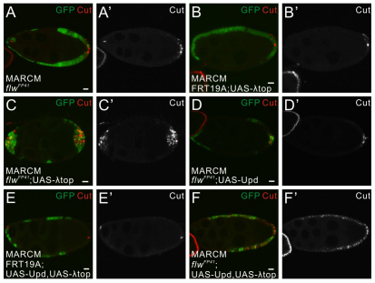 Fig. 7.