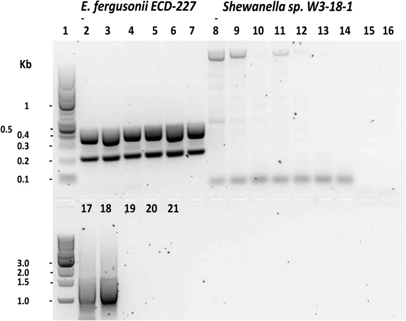 FIG 1