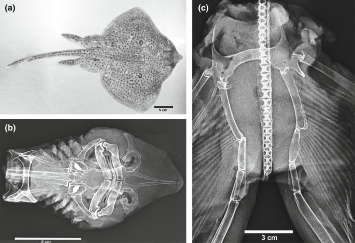 FIGURE 3