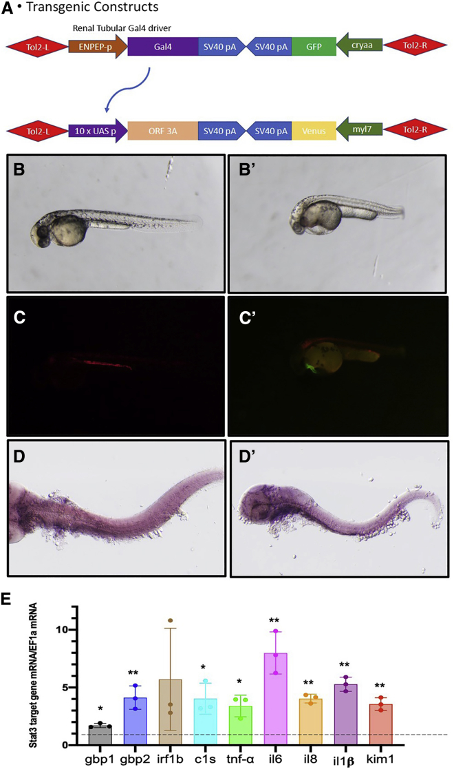 Figure 1