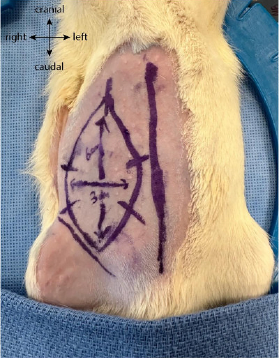 Figure 1: