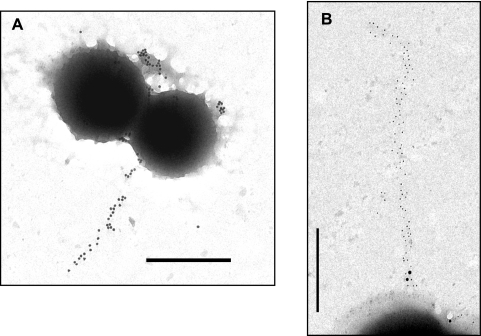 FIG. 5.