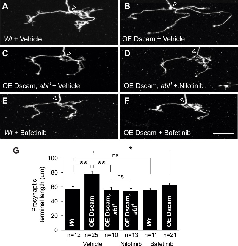 Figure 4—figure supplement 3.