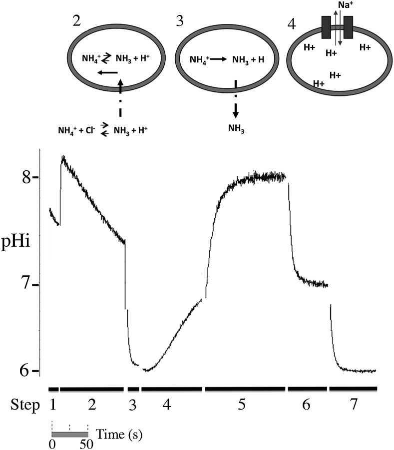 Fig. 1