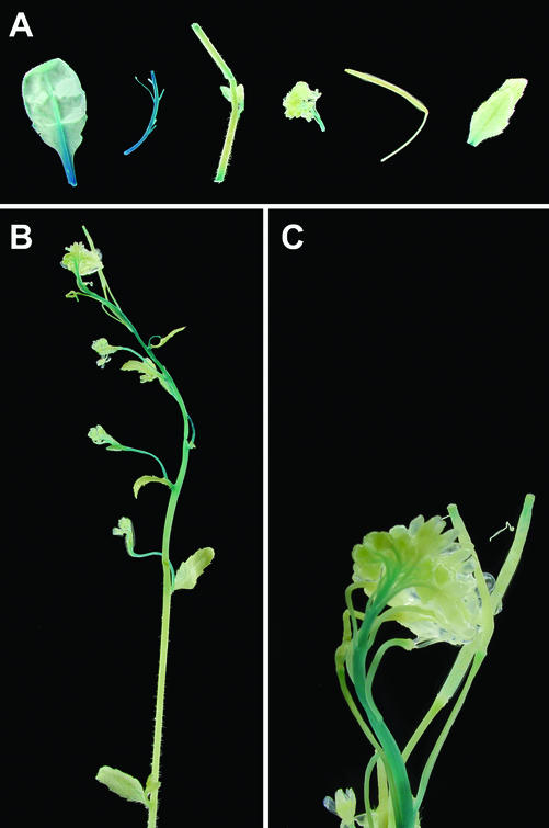 Figure 4.