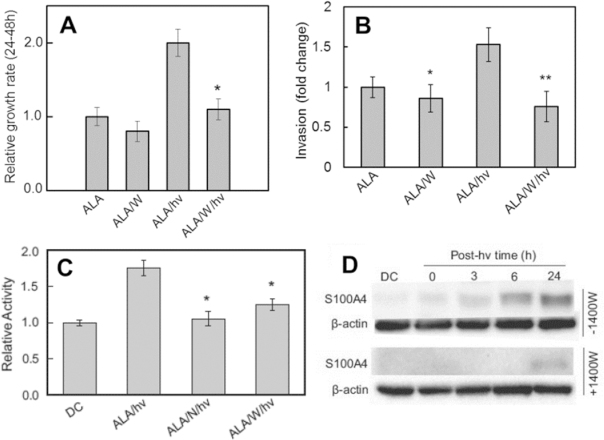 Nitric oxide-elicited resistance to anti-glioblastoma photodynamic ...