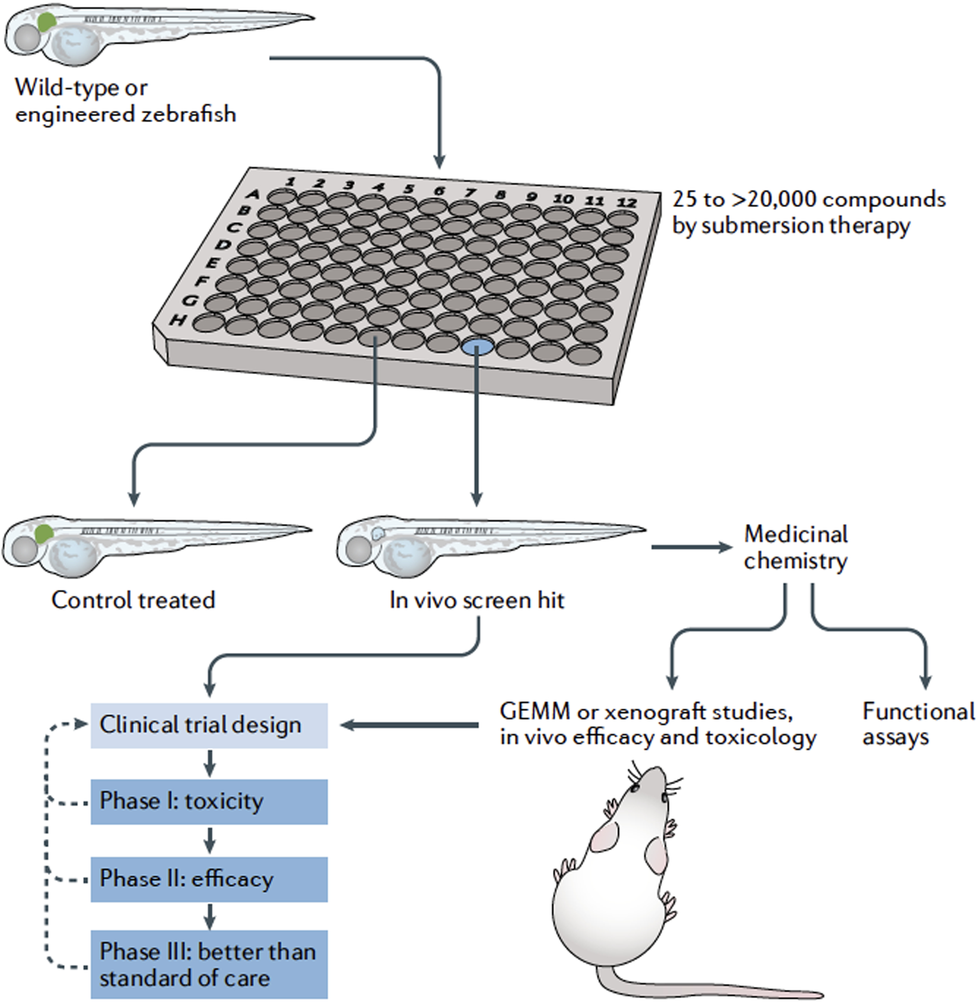 Zebrafish disease models in drug discovery: from preclinical modelling ...