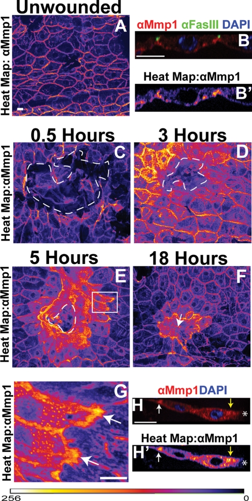 FIGURE 3: