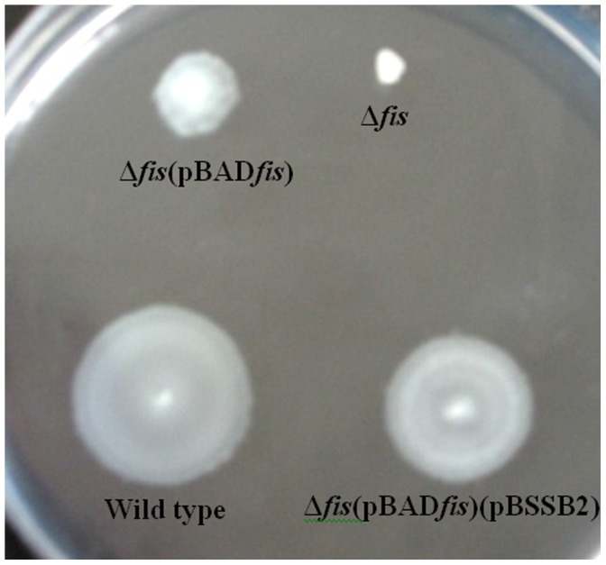 Figure 2