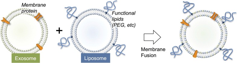 Fig. 6