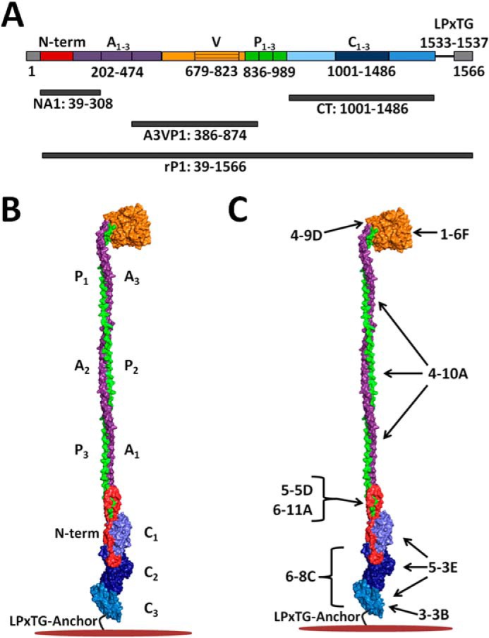 FIGURE 1.