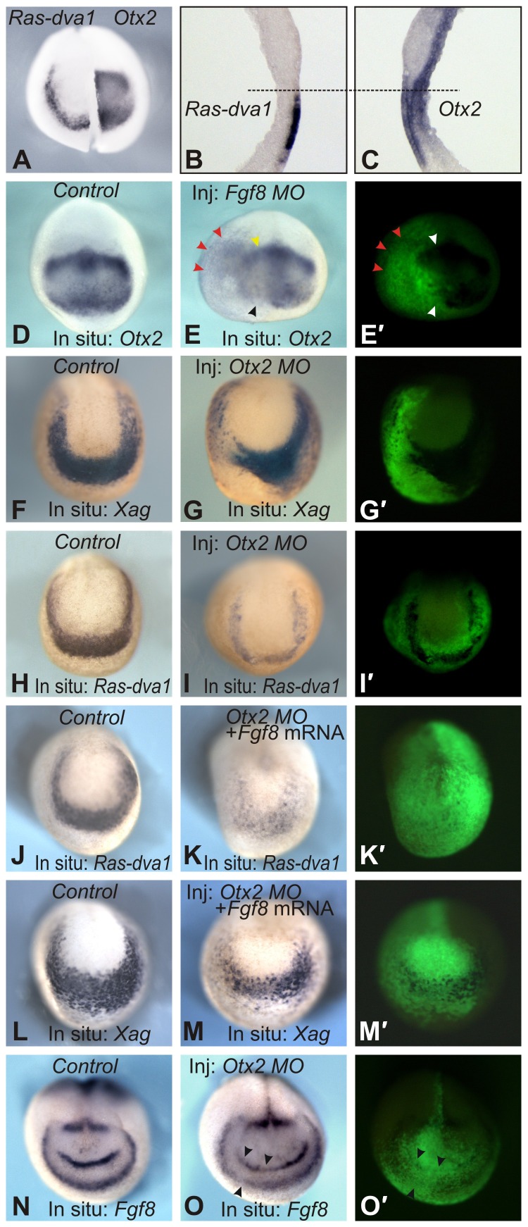 Fig. 7.