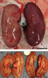 Fig. 4.