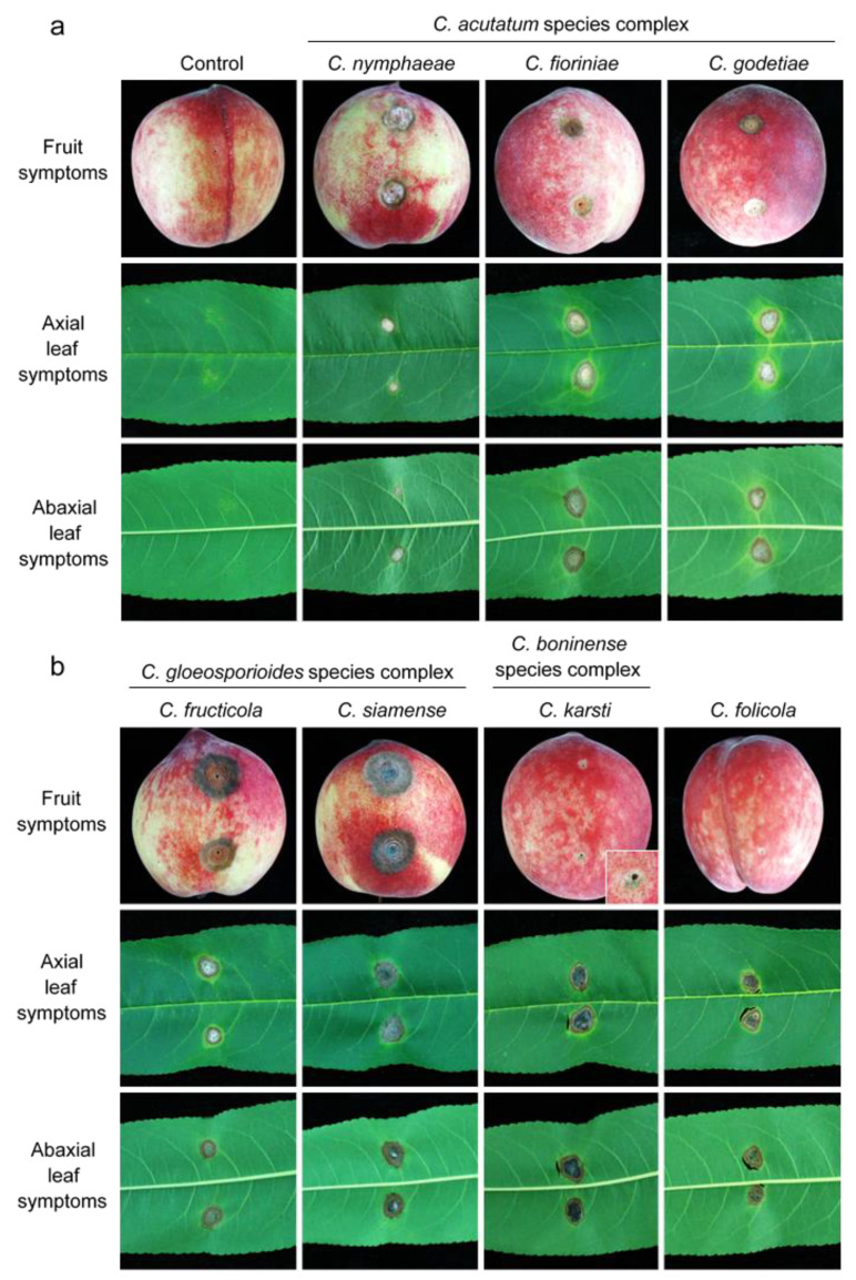 Figure 15