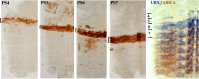 Figure 1—figure supplement 2.