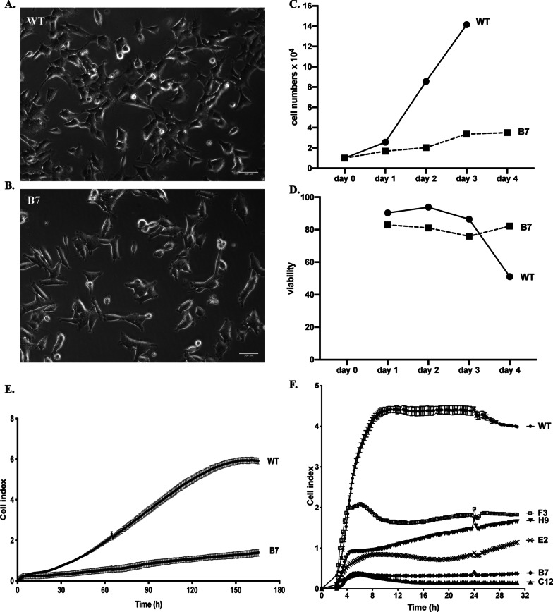 Fig. 4