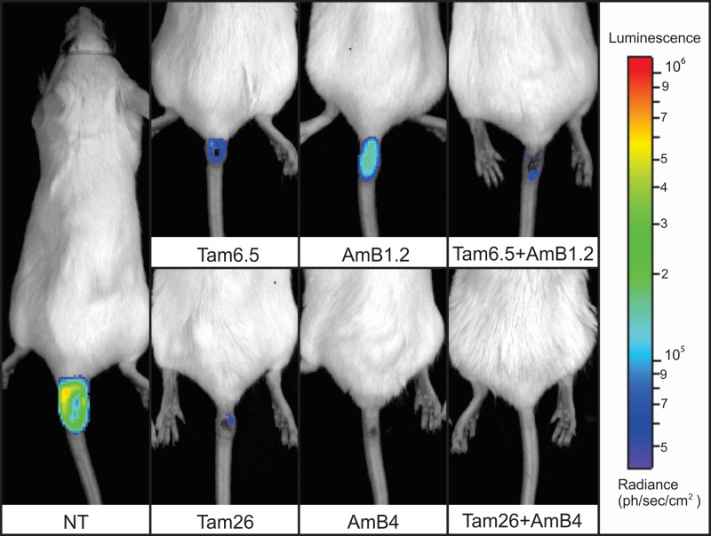 FIG 3