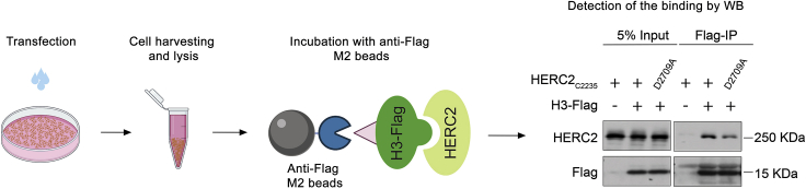 Figure 4