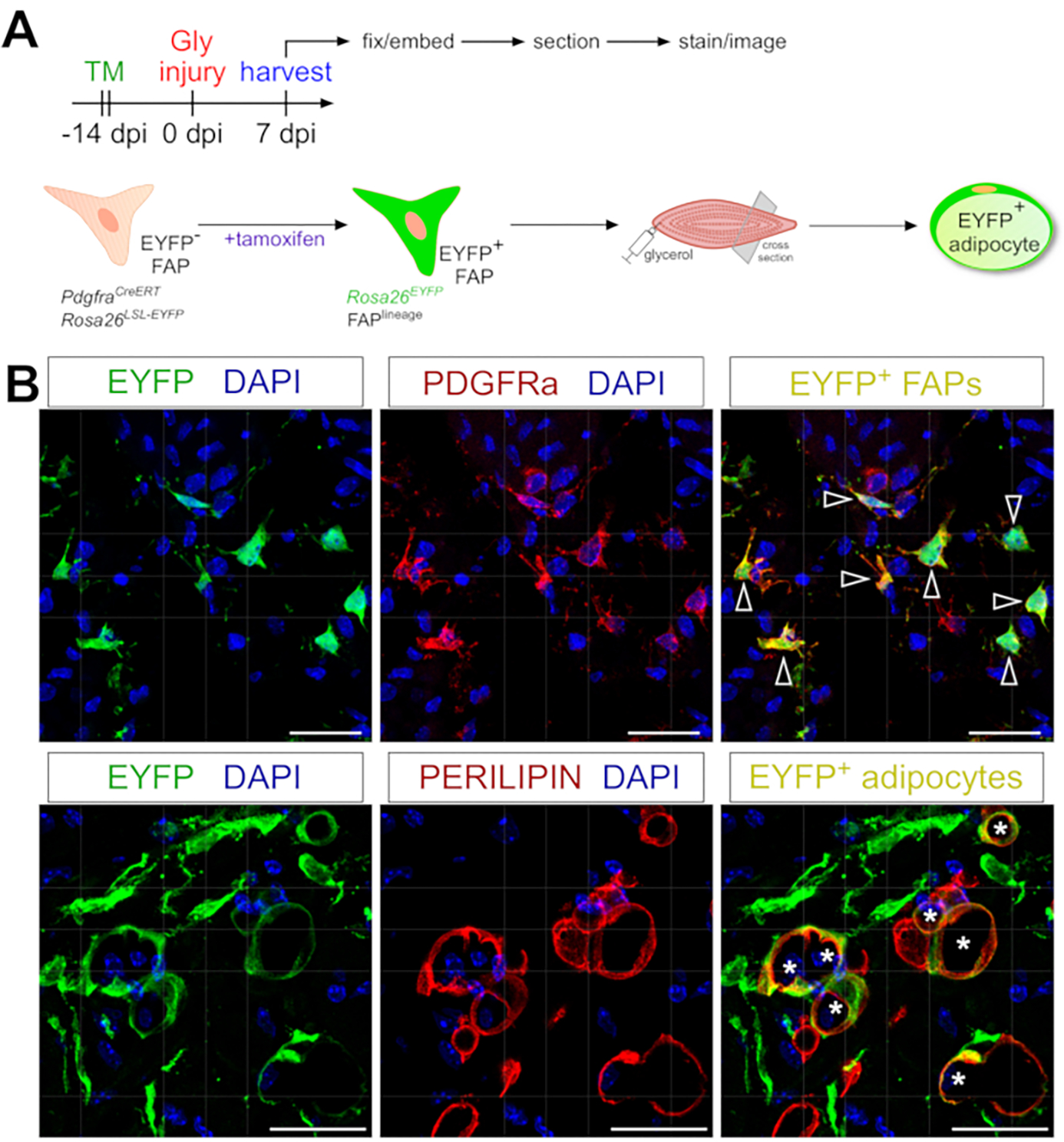 Figure 6: