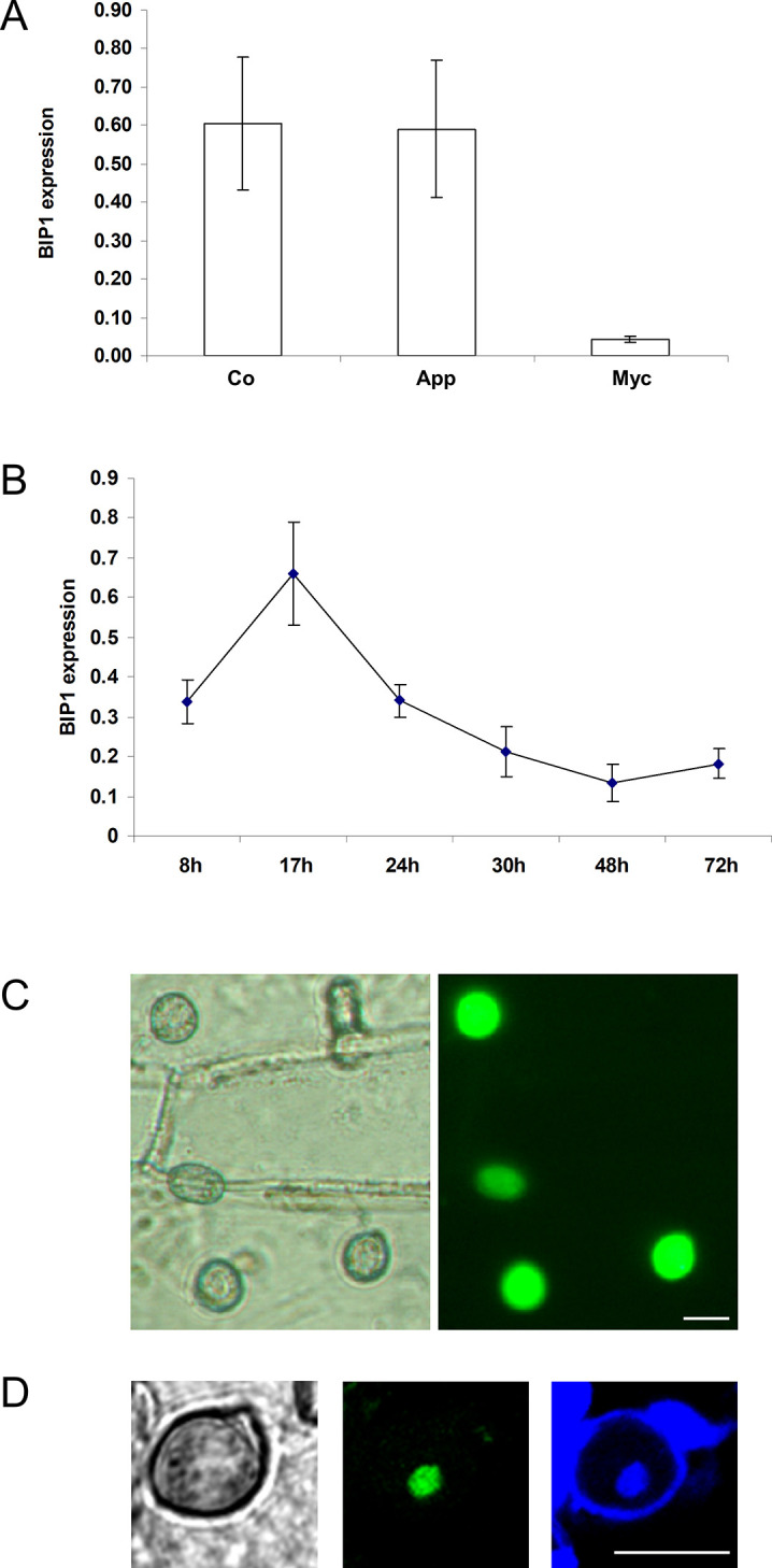 Fig 6