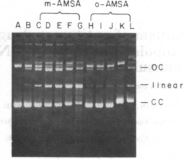 graphic file with name pnas00606-0082-a.jpg