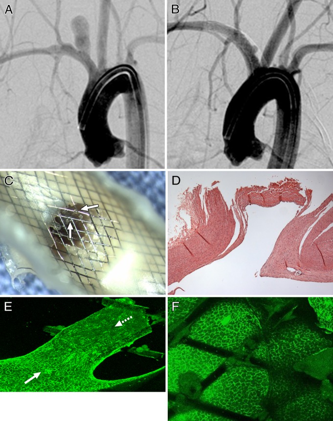 Figure 2: