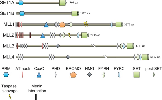 Figure 1: