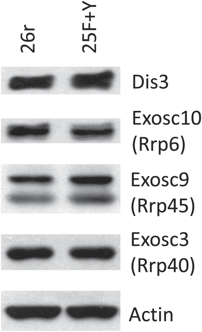 Figure 4—figure supplement 4.