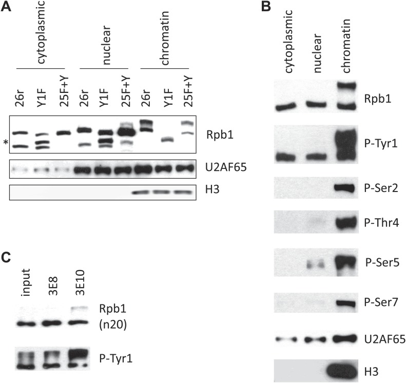 Figure 2—figure supplement 1.