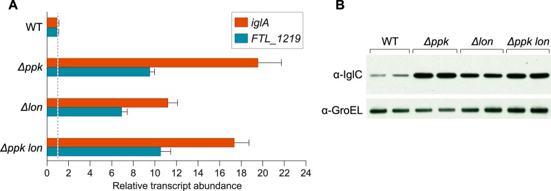 FIG 6