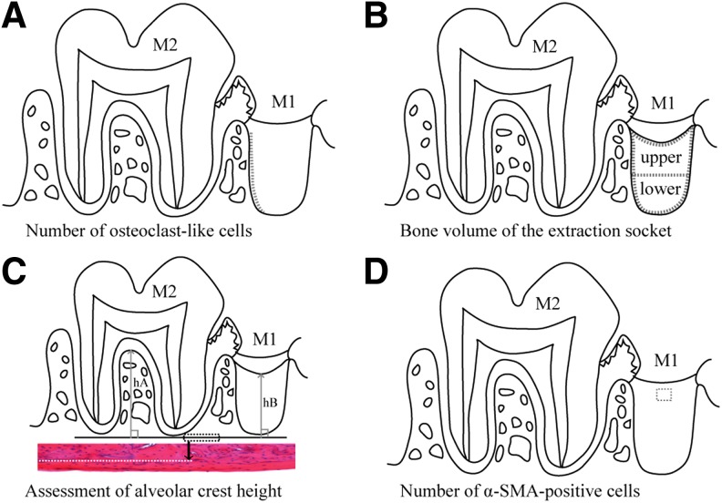 FIG. 2.