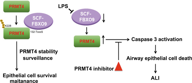 Fig. 8