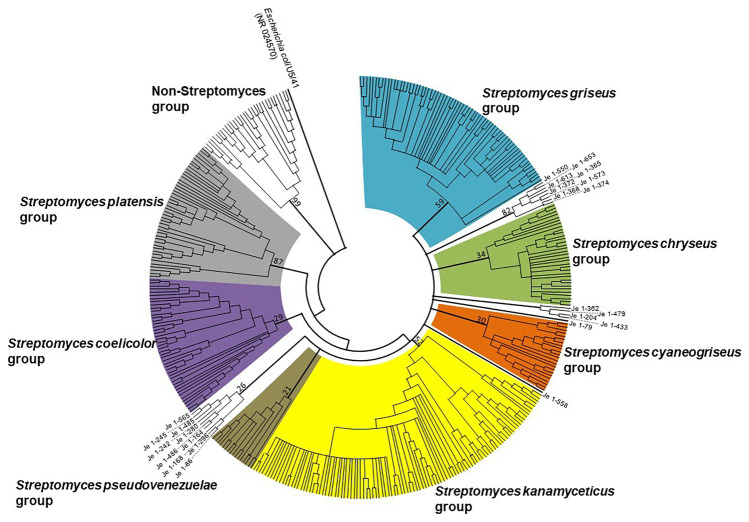 Diversity and bioactive potential of Actinomycetia from the rhizosphere ...